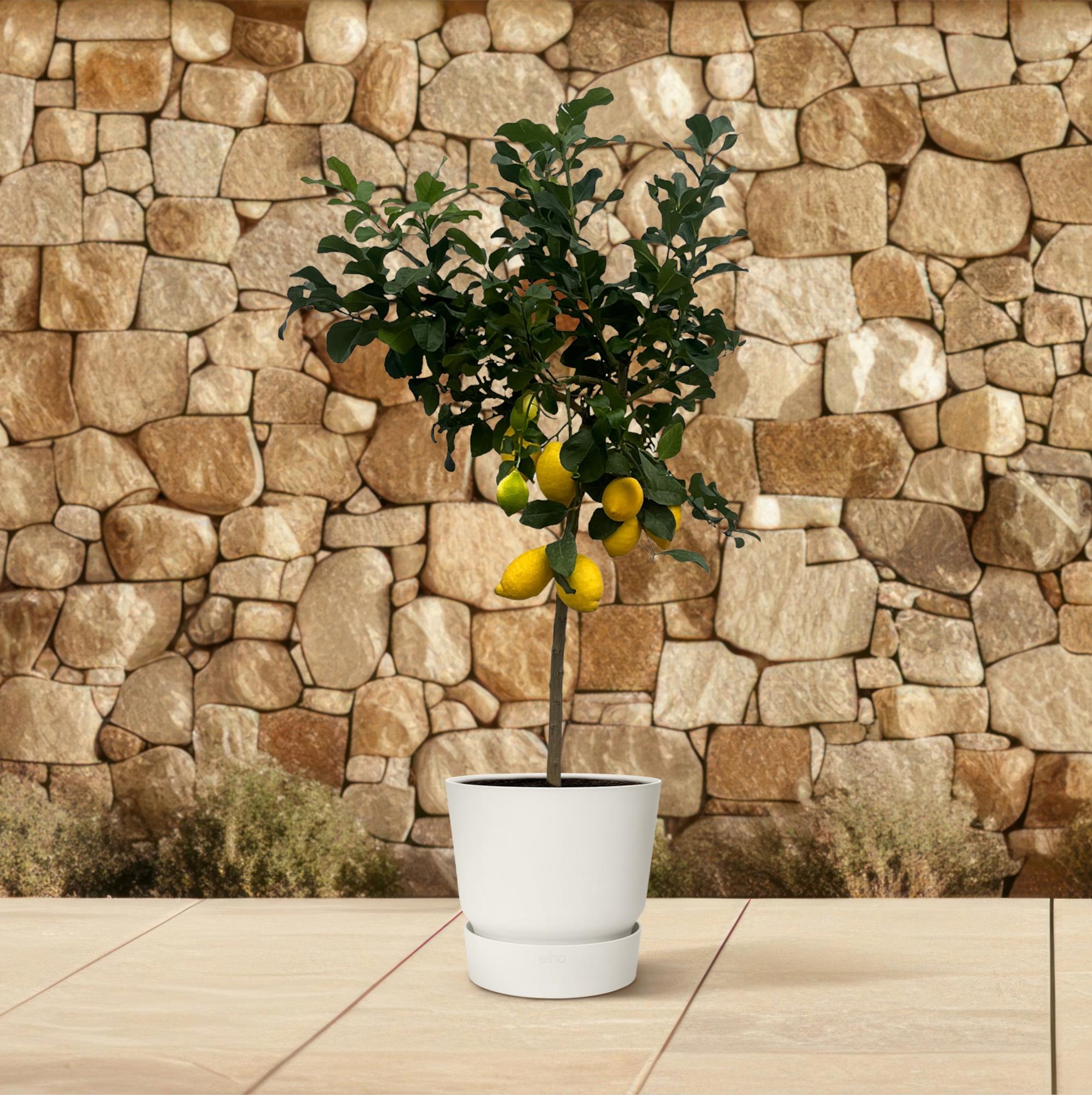Citrus Lemon (Citroenboom) Ø 24 H 150 cm 4