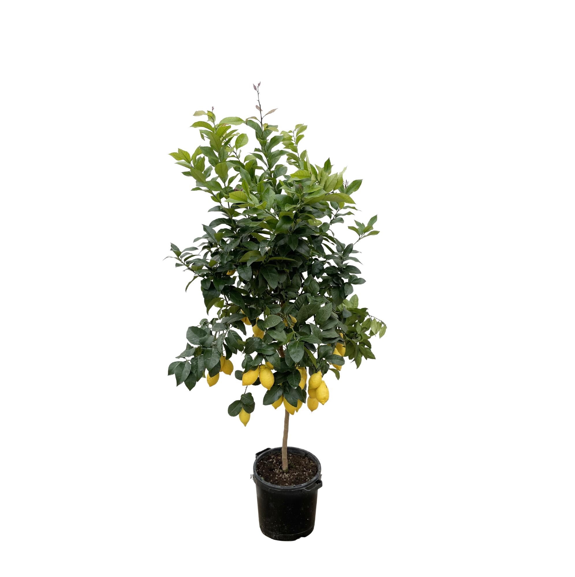 Citrus Limon Ø 40 H 200 cm