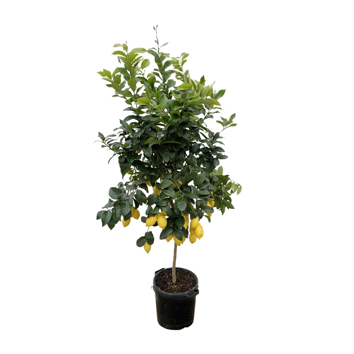 Citrus Limon Ø 40 H 200 cm 2