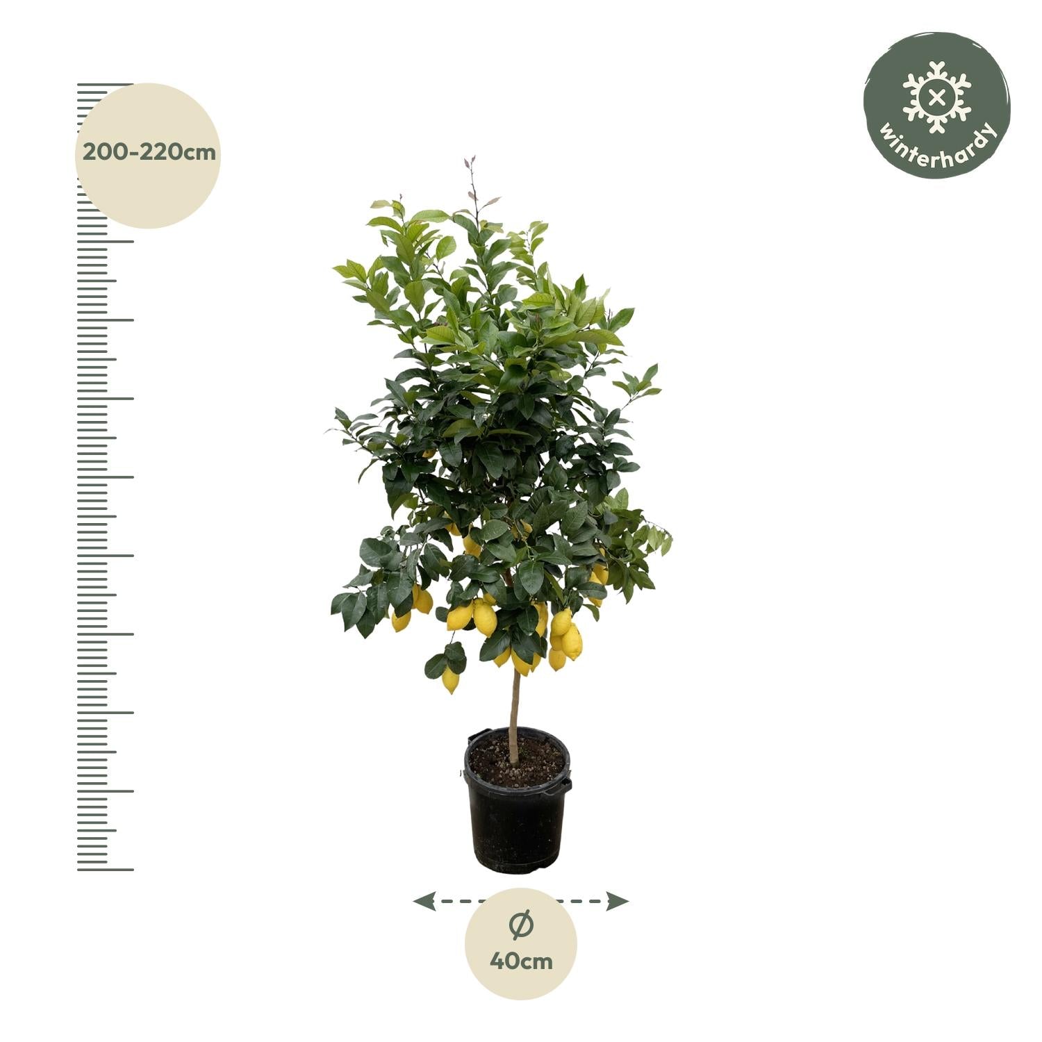 Citrus Limon Ø 40 H 200 cm 3