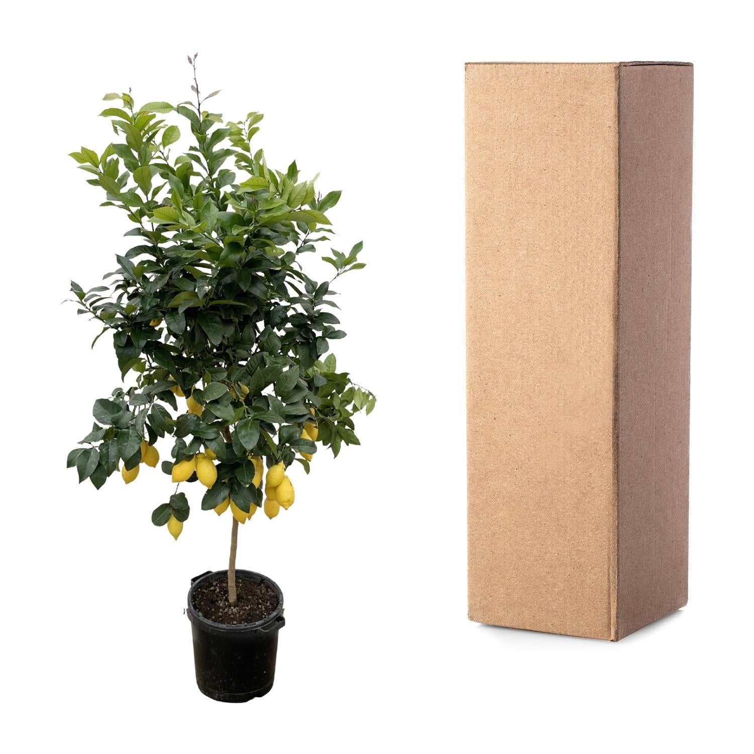 Citrus Limon Ø 40 H 200 cm 4