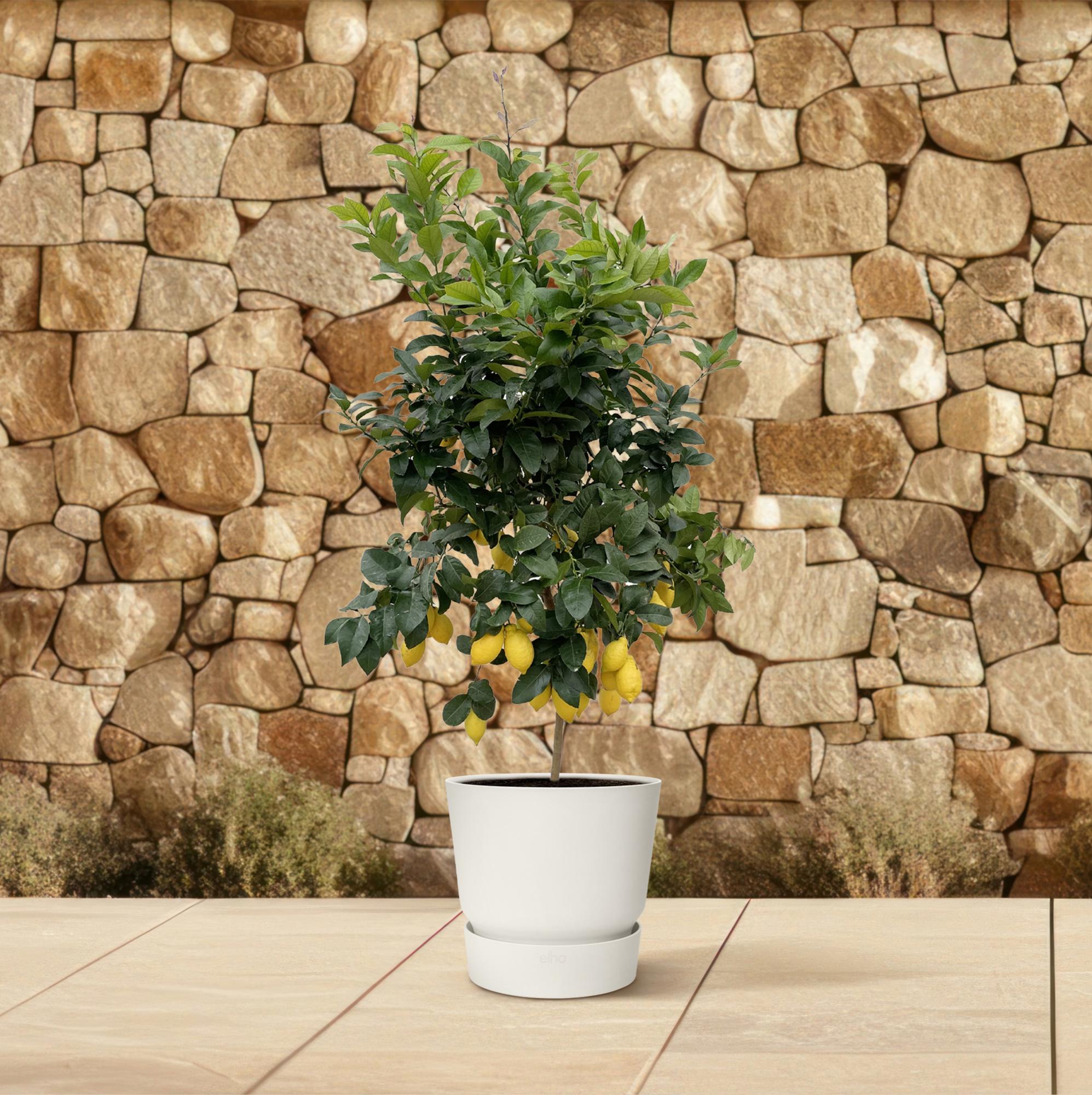 Citrus Limon Ø 40 H 200 cm 5
