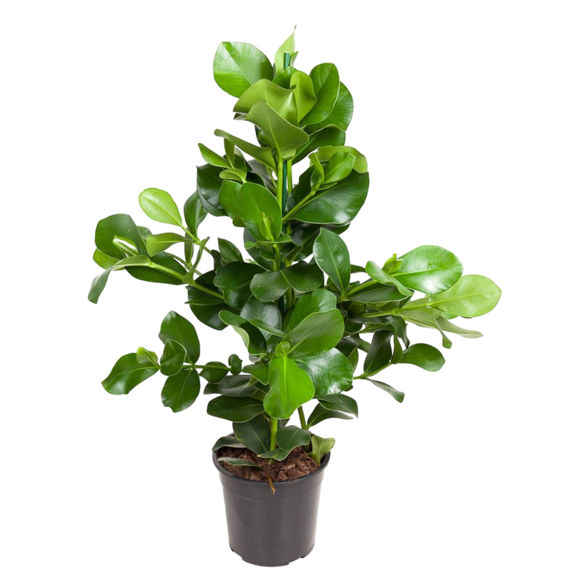 Clusia Rosea Ø 24 H 110 cm