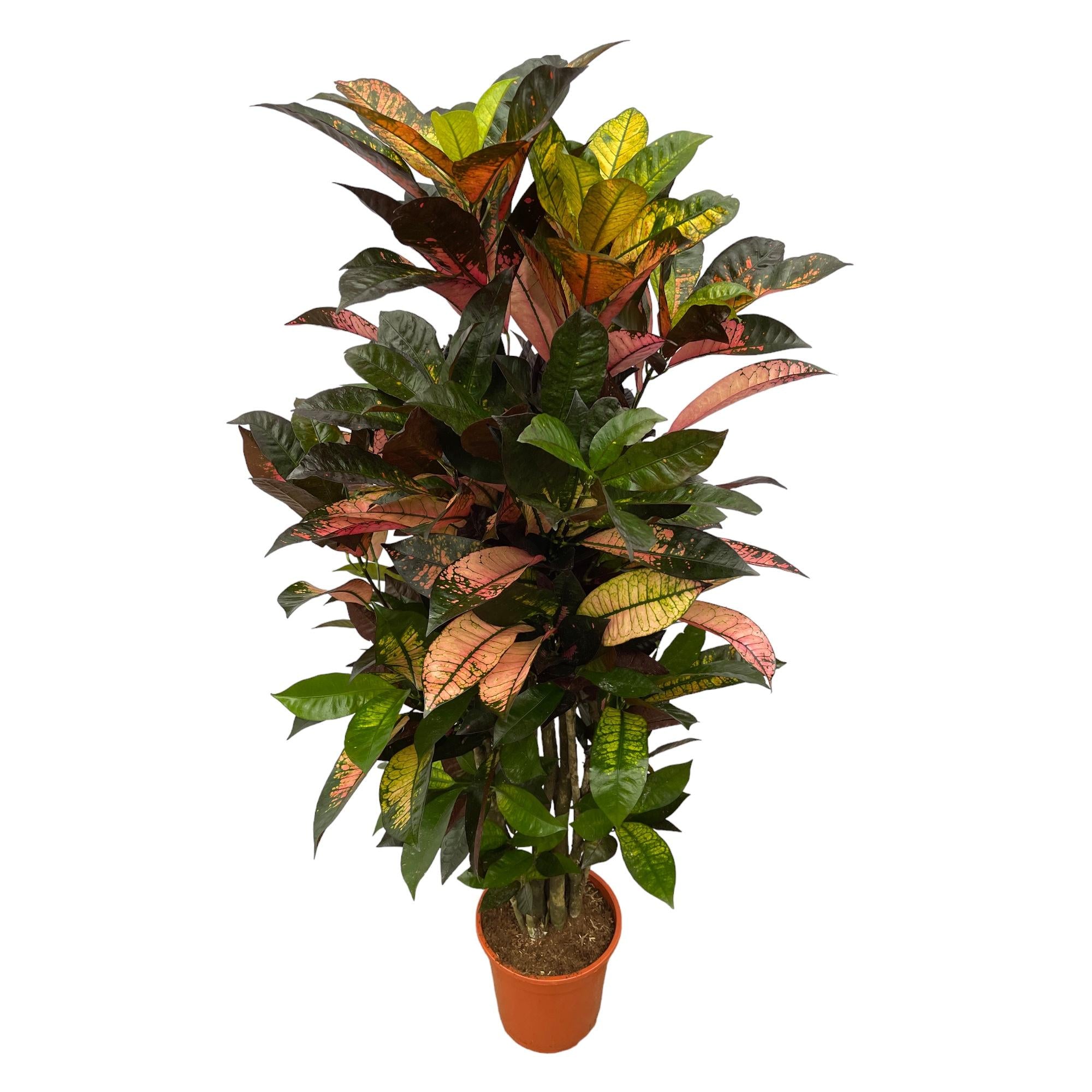 Codiaeum (Croton) Iceton (vertakt) Ø 24 H 120 cm