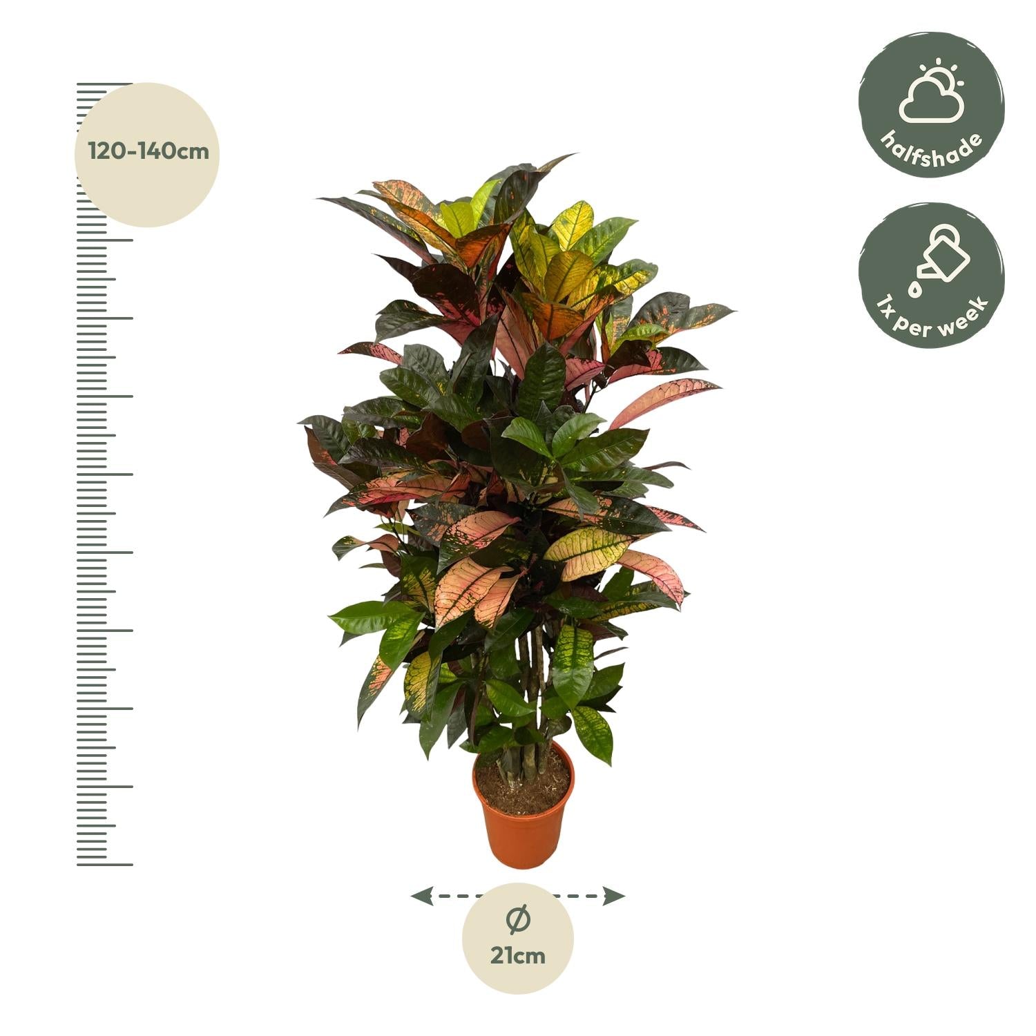 Codiaeum (Croton) Iceton (vertakt) Ø 24 H 120 cm 2