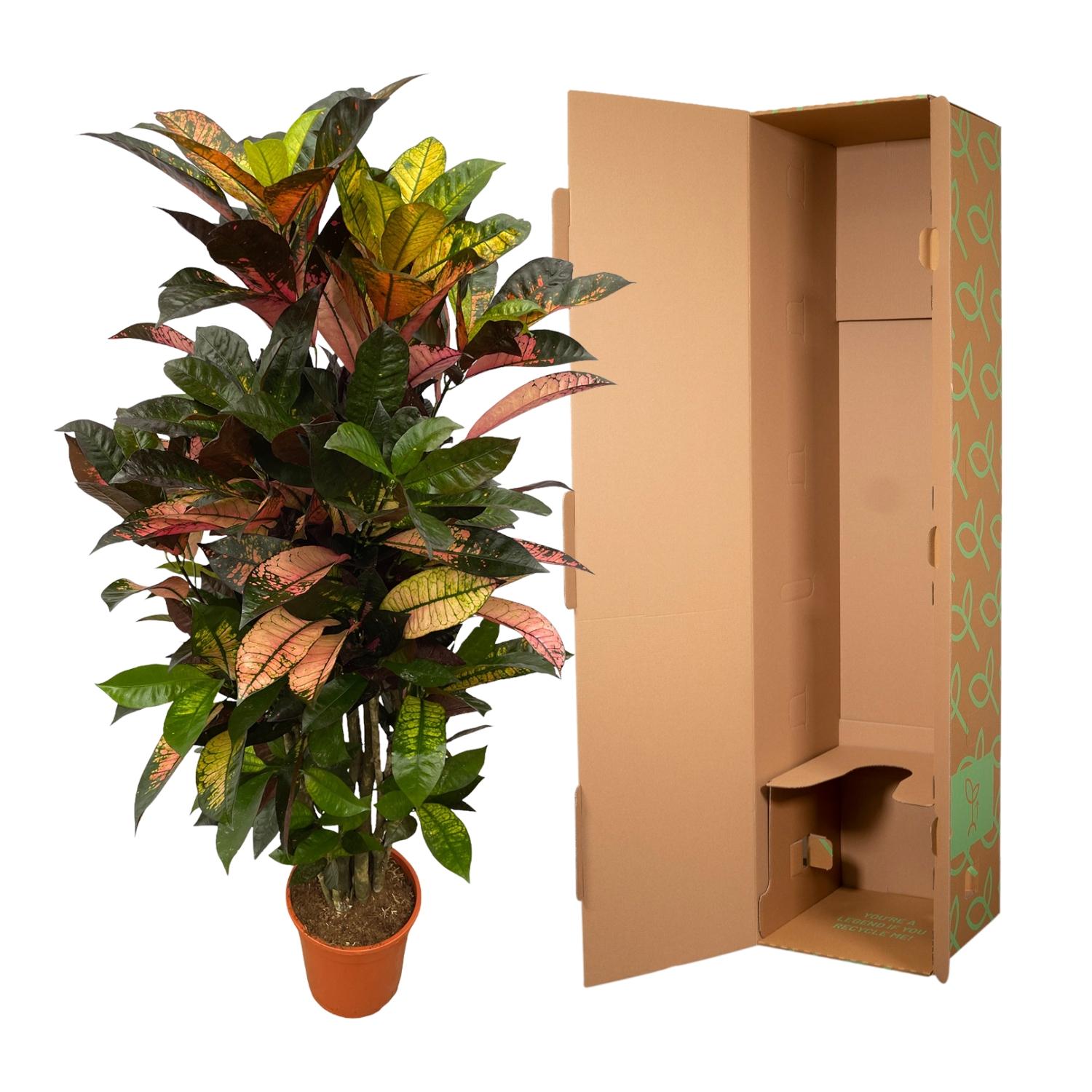 Codiaeum (Croton) Iceton (vertakt) Ø 24 H 120 cm 3