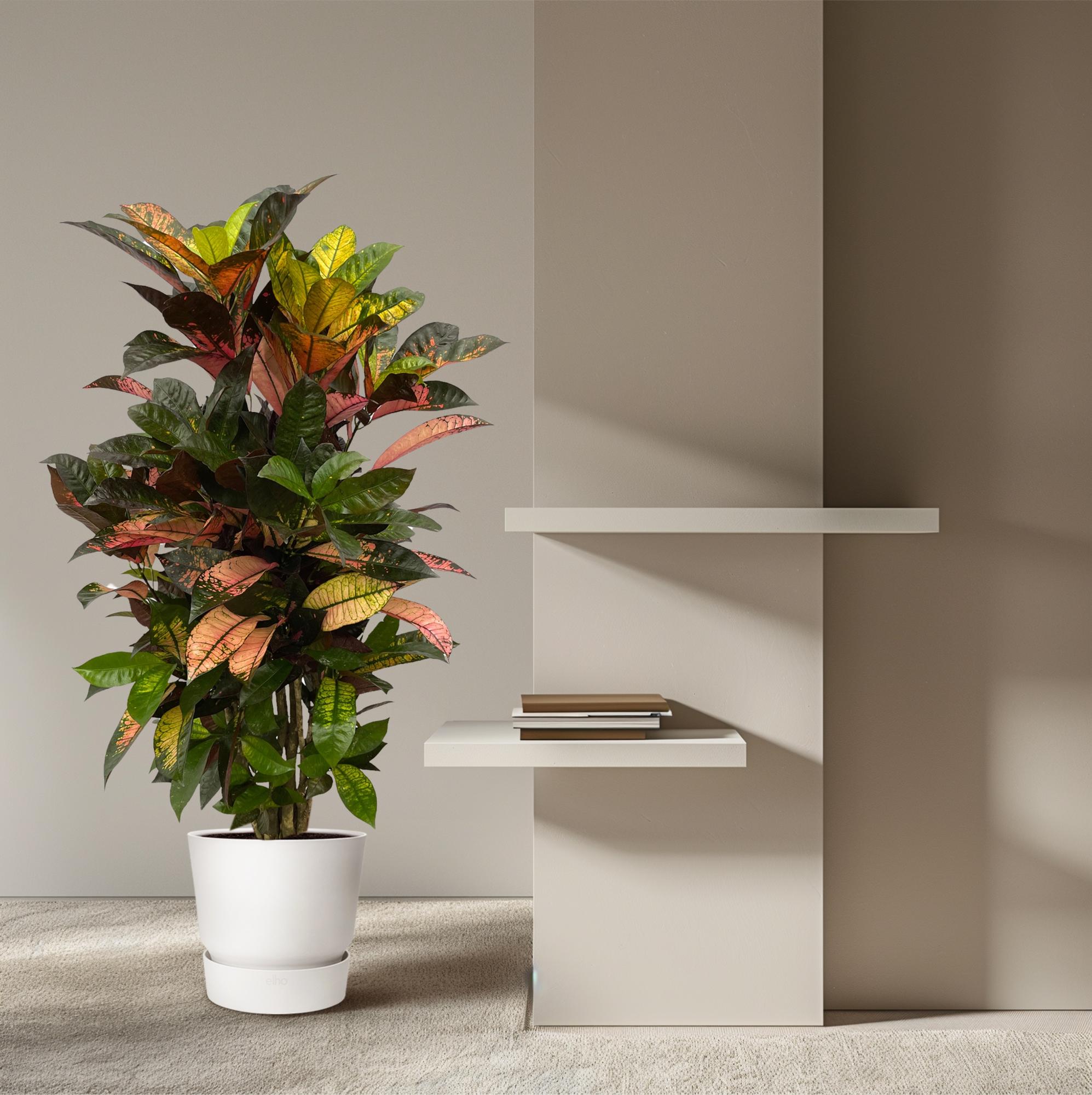 Codiaeum (Croton) Iceton (vertakt) Ø 24 H 120 cm 4