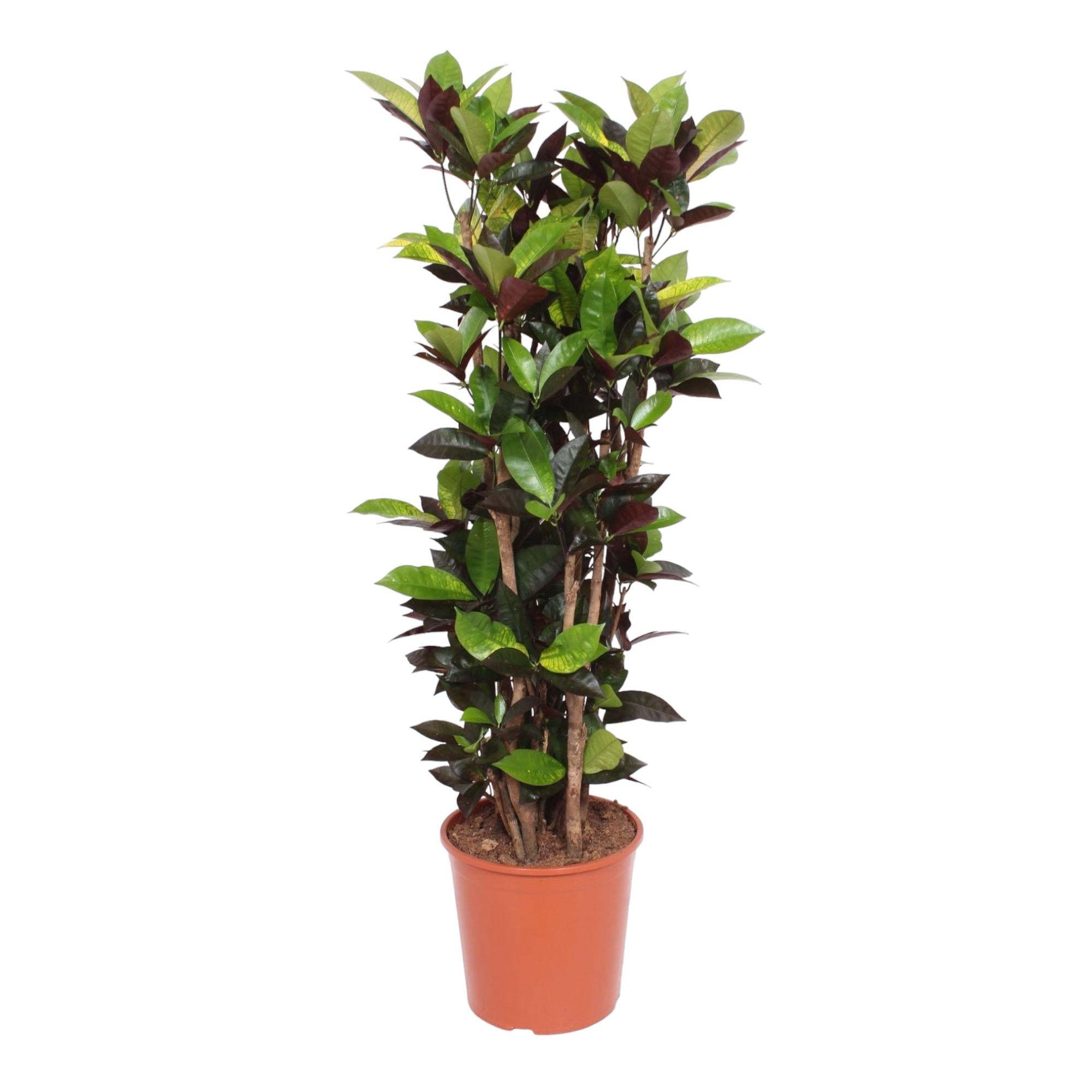 Codiaeum Iceton (Croton Iceton) Ø 27 H 140 cm