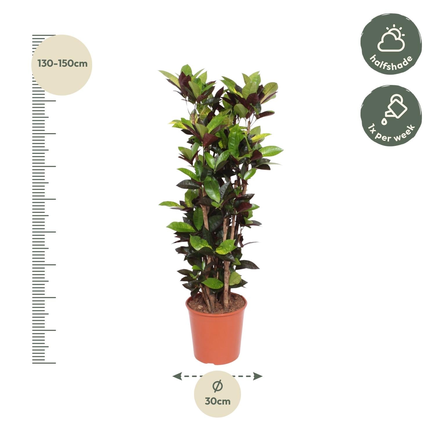 Codiaeum Iceton (Croton Iceton) Ø 27 H 140 cm 2