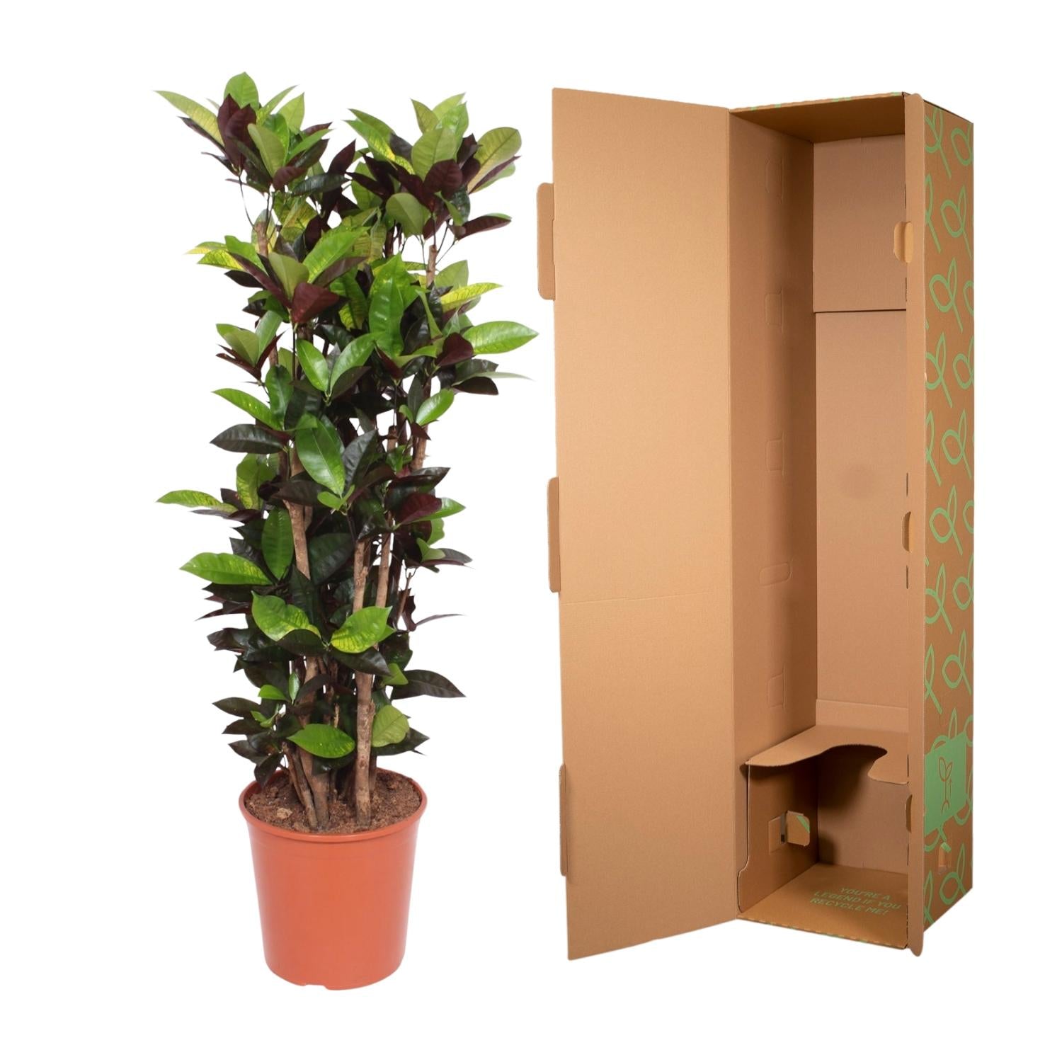 Codiaeum Iceton (Croton Iceton) Ø 27 H 140 cm 3