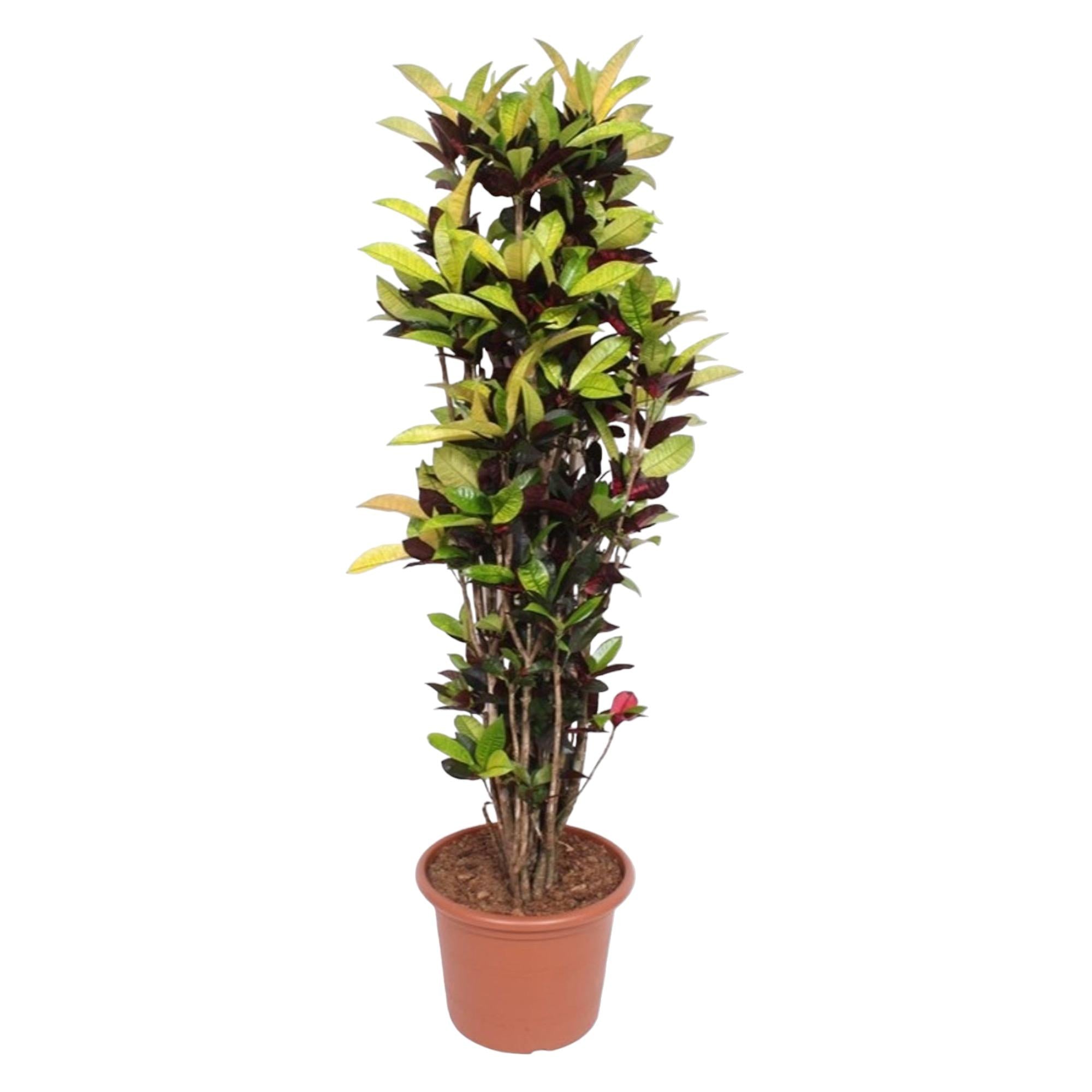 Codiaeum Iceton (Croton Iceton) Ø 45 H 190 cm