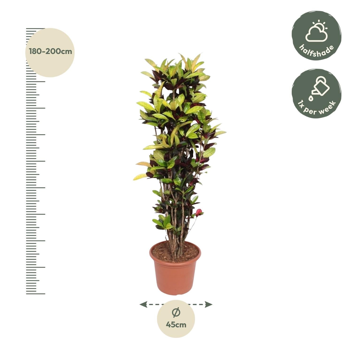 Codiaeum Iceton (Croton Iceton) Ø 45 H 190 cm 2