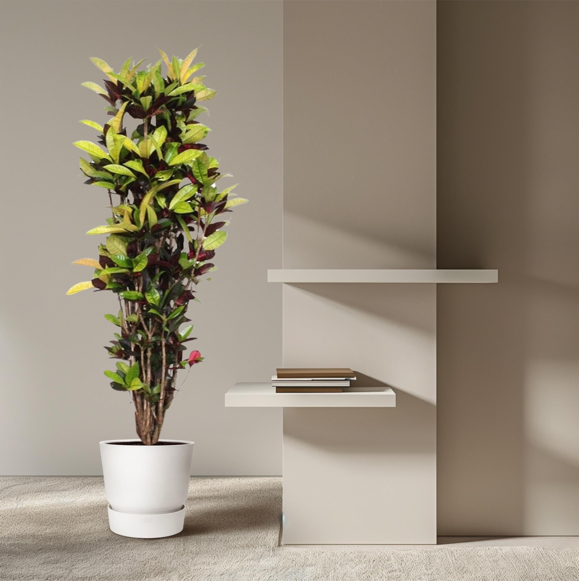 Codiaeum Iceton (Croton Iceton) Ø 45 H 190 cm 4