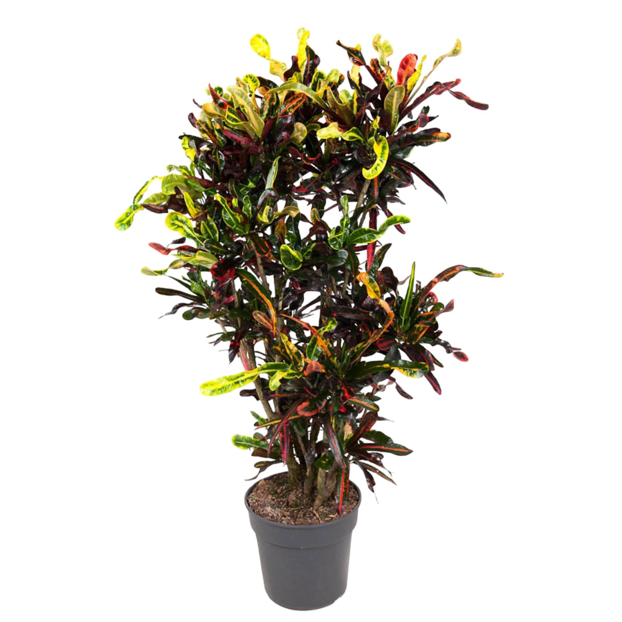 Codiaeum Mammi (vertakt) Ø 31 H 120 cm
