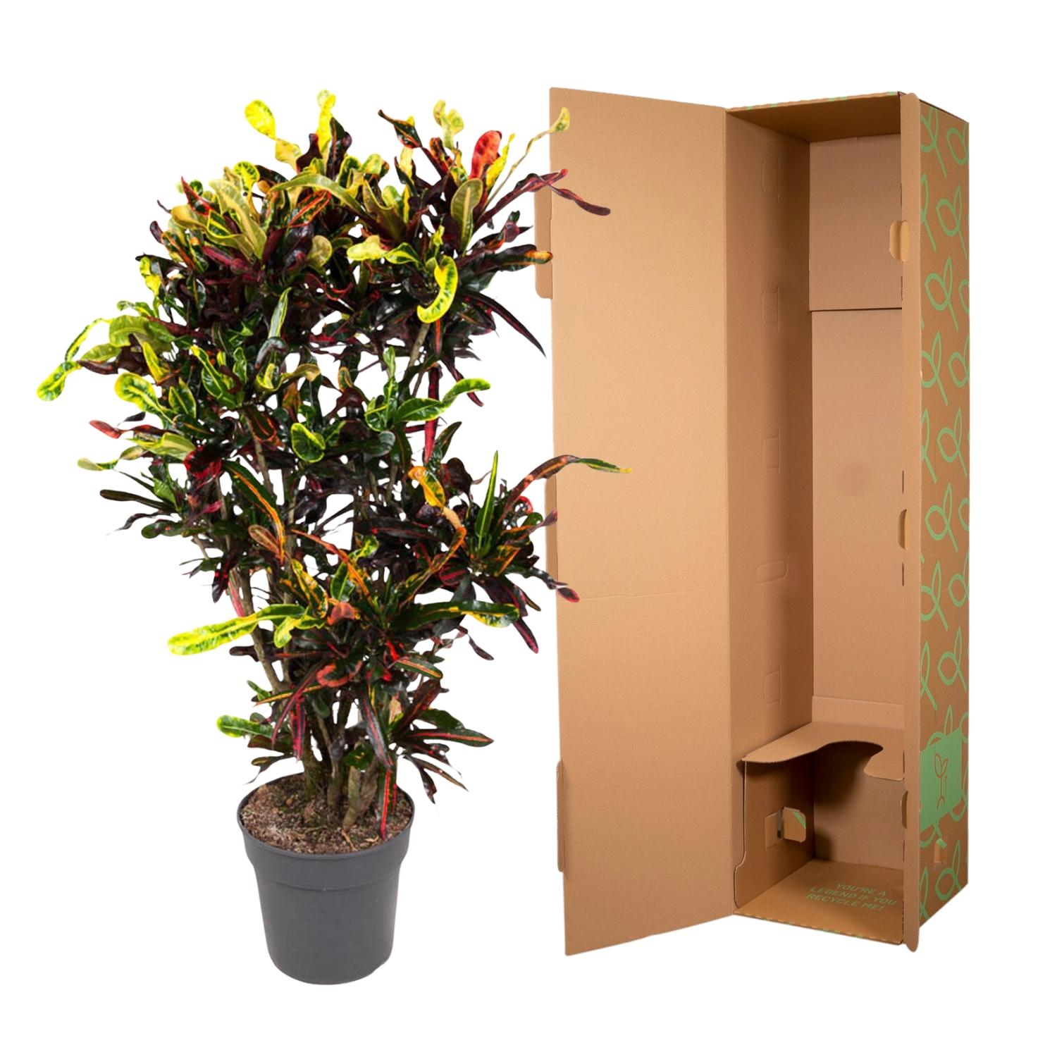 Codiaeum Mammi (vertakt) Ø 31 H 120 cm 3