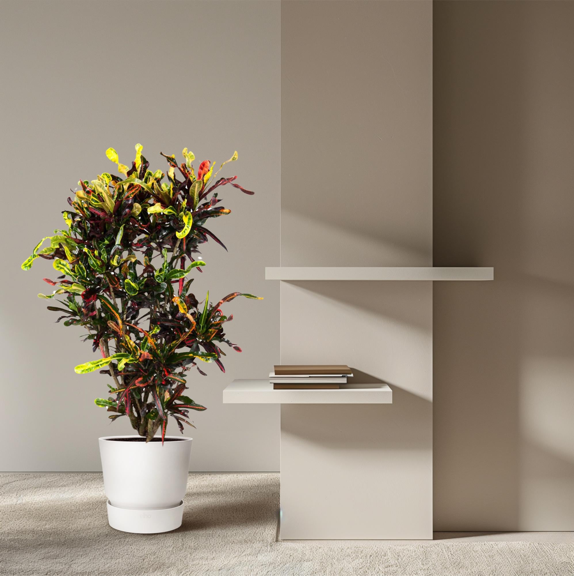 Codiaeum Mammi (vertakt) Ø 31 H 120 cm 4