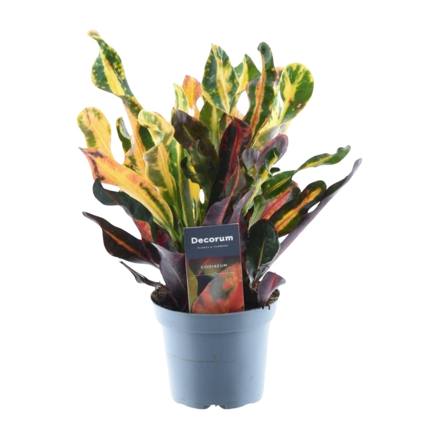Codiaeum Variegatum Mammi Ø 12 H 30 cm