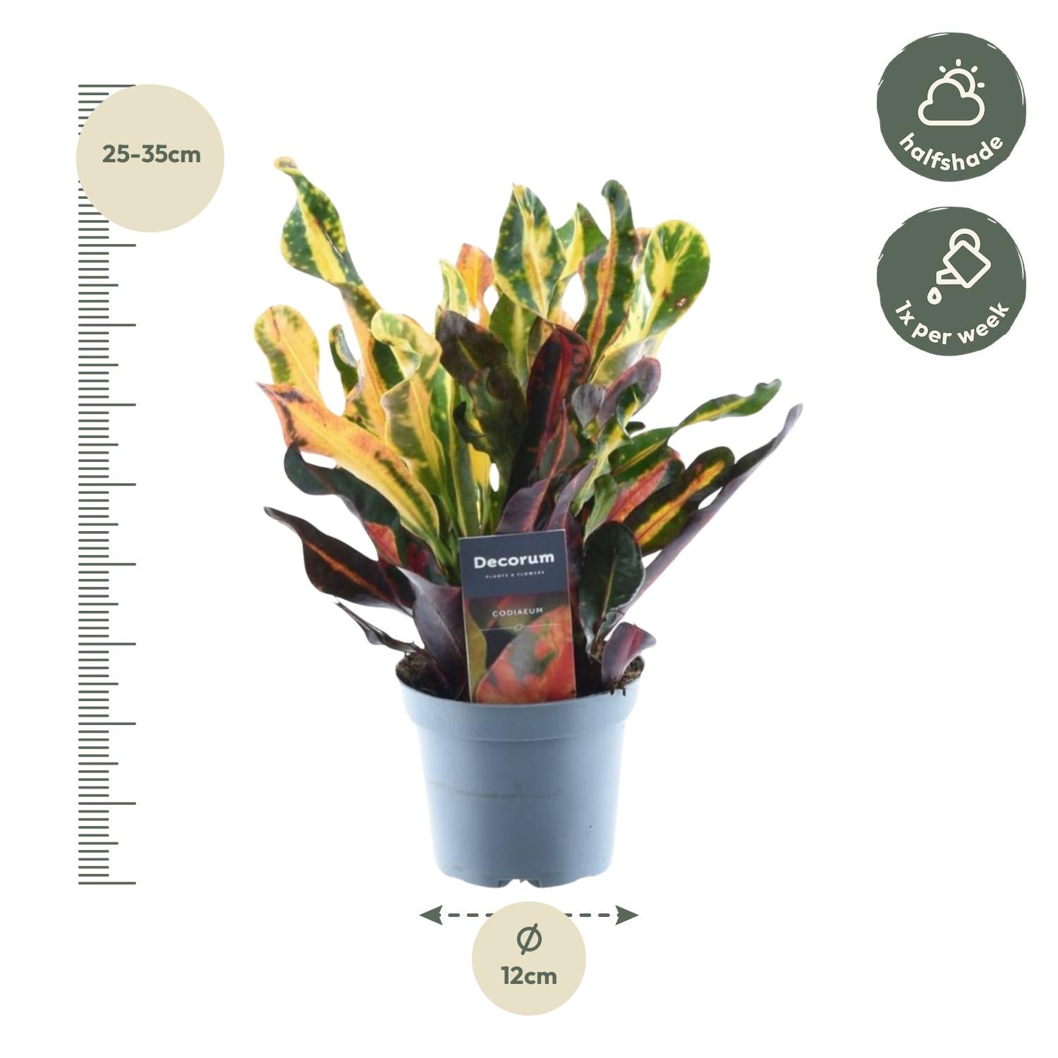 Codiaeum Variegatum Mammi Ø 12 H 30 cm 2