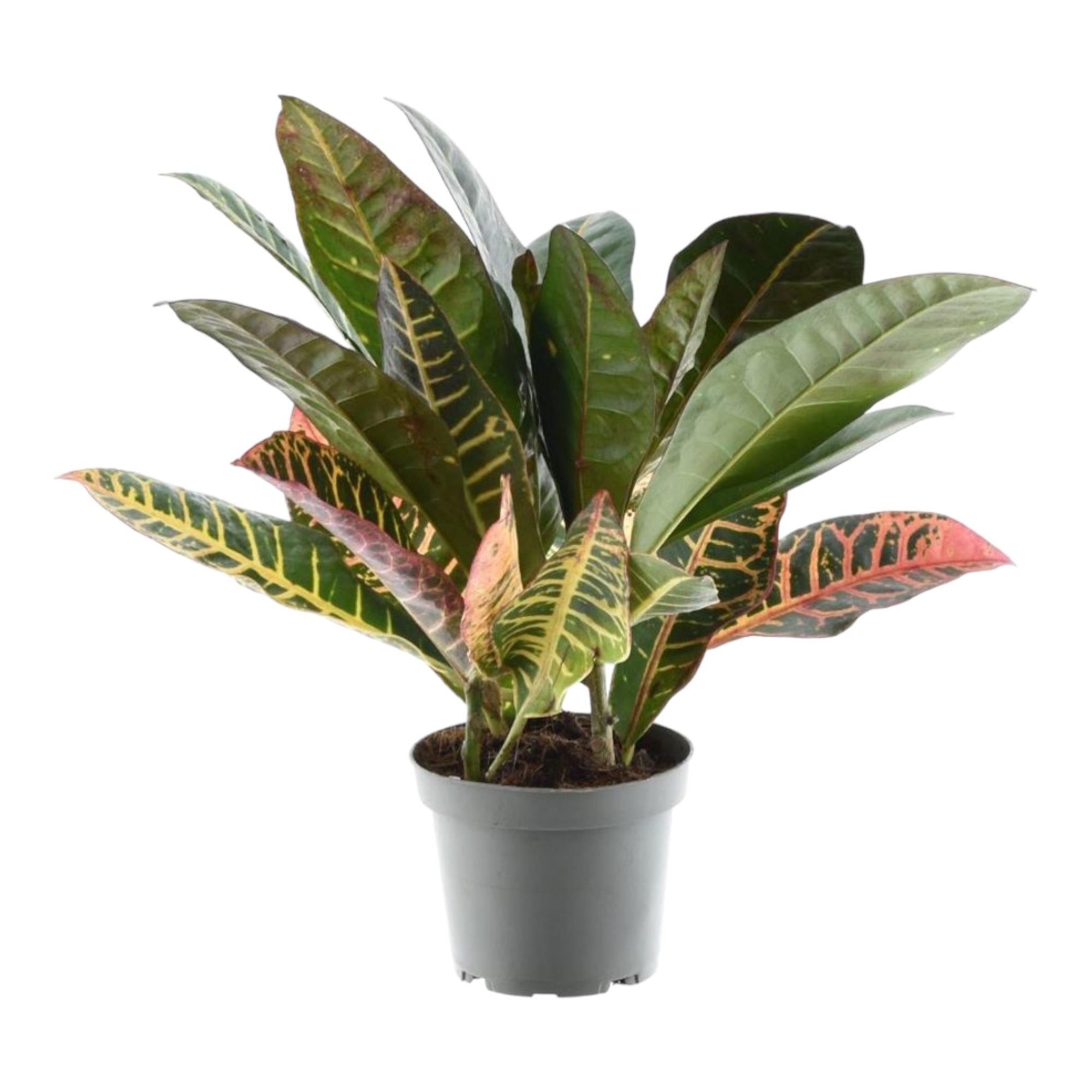 Codiaeum Variegatum Petra Ø 12 H 30 cm
