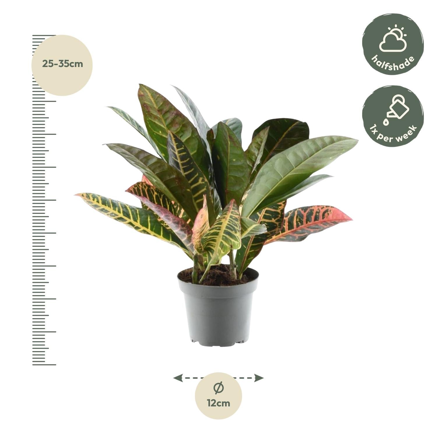 Codiaeum Variegatum Petra Ø 12 H 30 cm 2