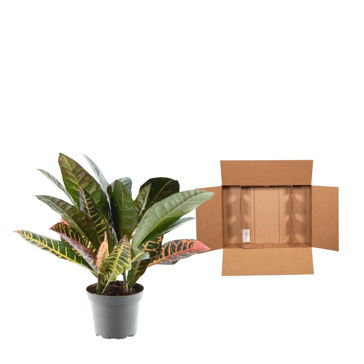 Codiaeum Variegatum Petra Ø 12 H 30 cm 3