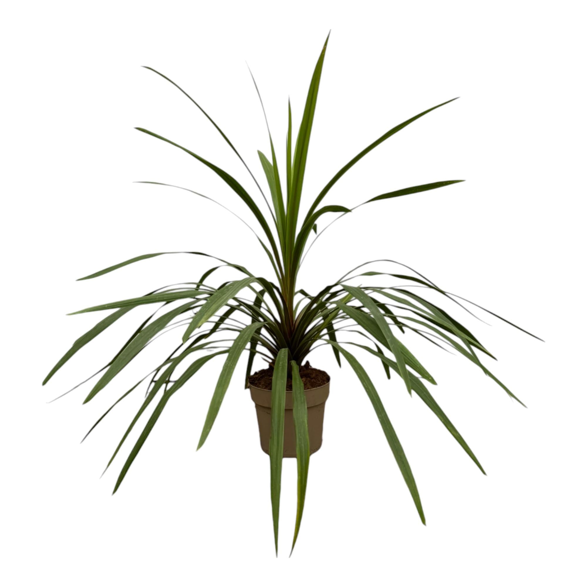 Cordyline Peko Ø 24 H 90 cm