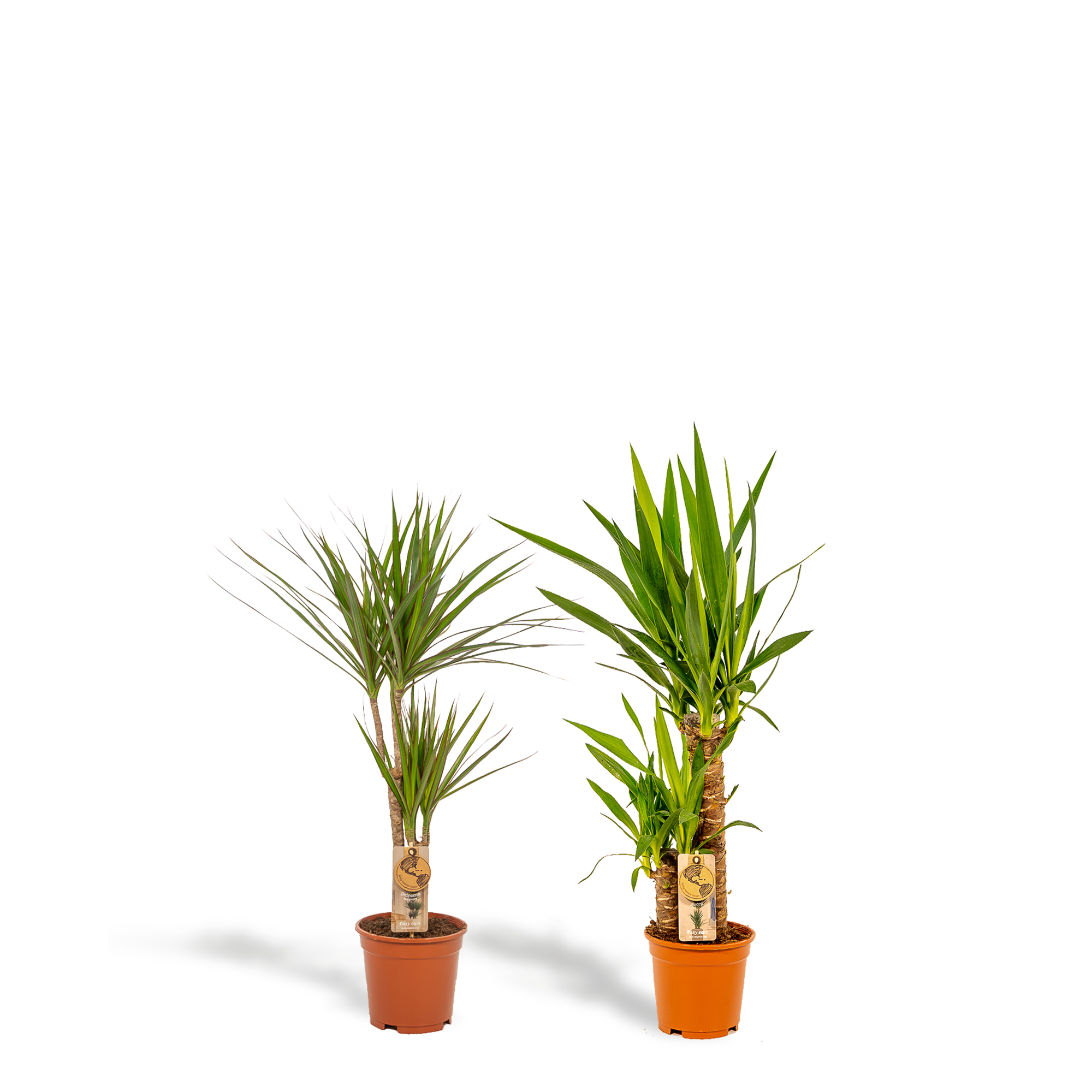 Dracaena Ø 17 H 70 cm en Yucca Ø 17 H 90 cm