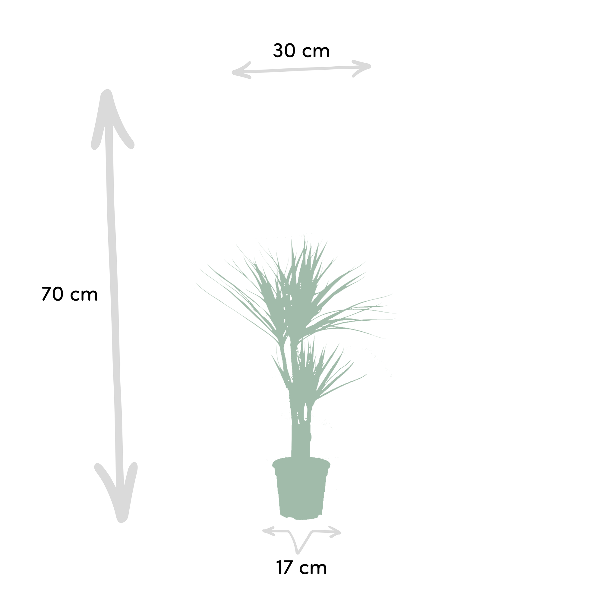 Dracaena Ø 17 H 70 cm en Yucca Ø 17 H 90 cm 2