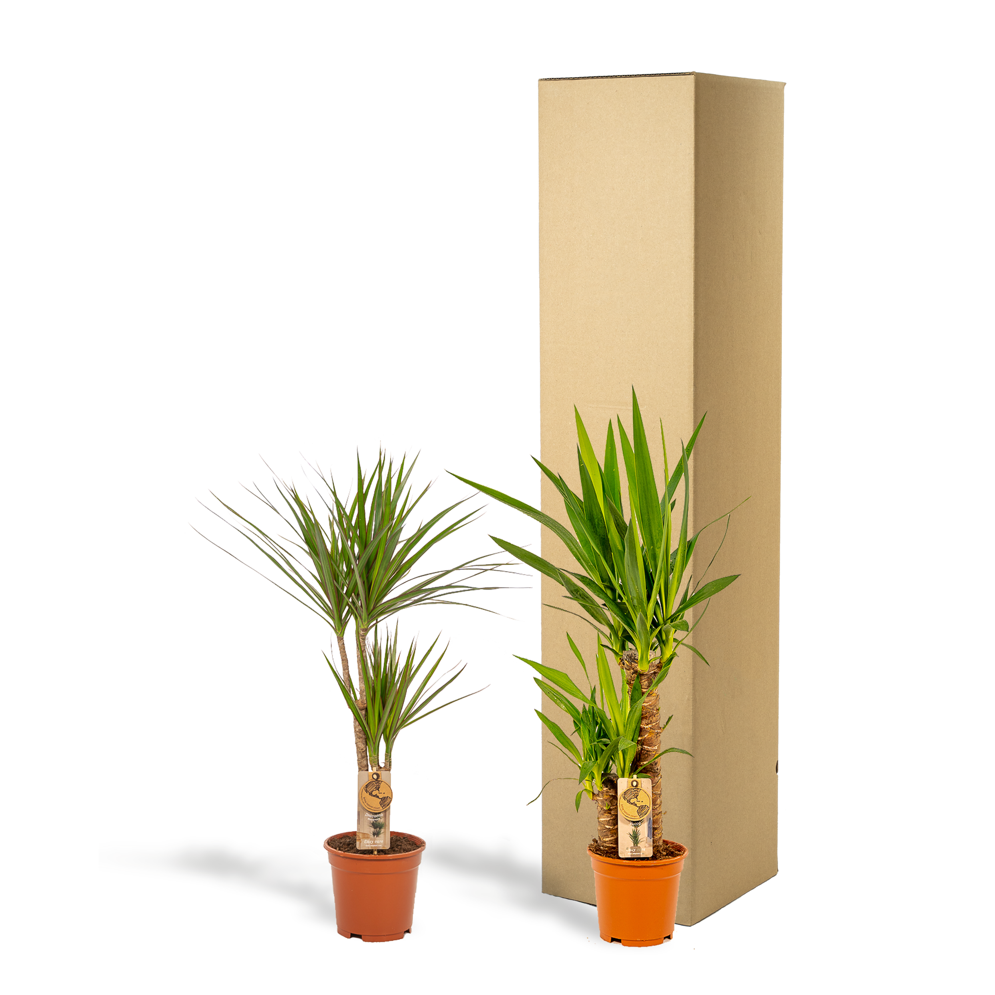Dracaena Ø 17 H 70 cm en Yucca Ø 17 H 90 cm 4