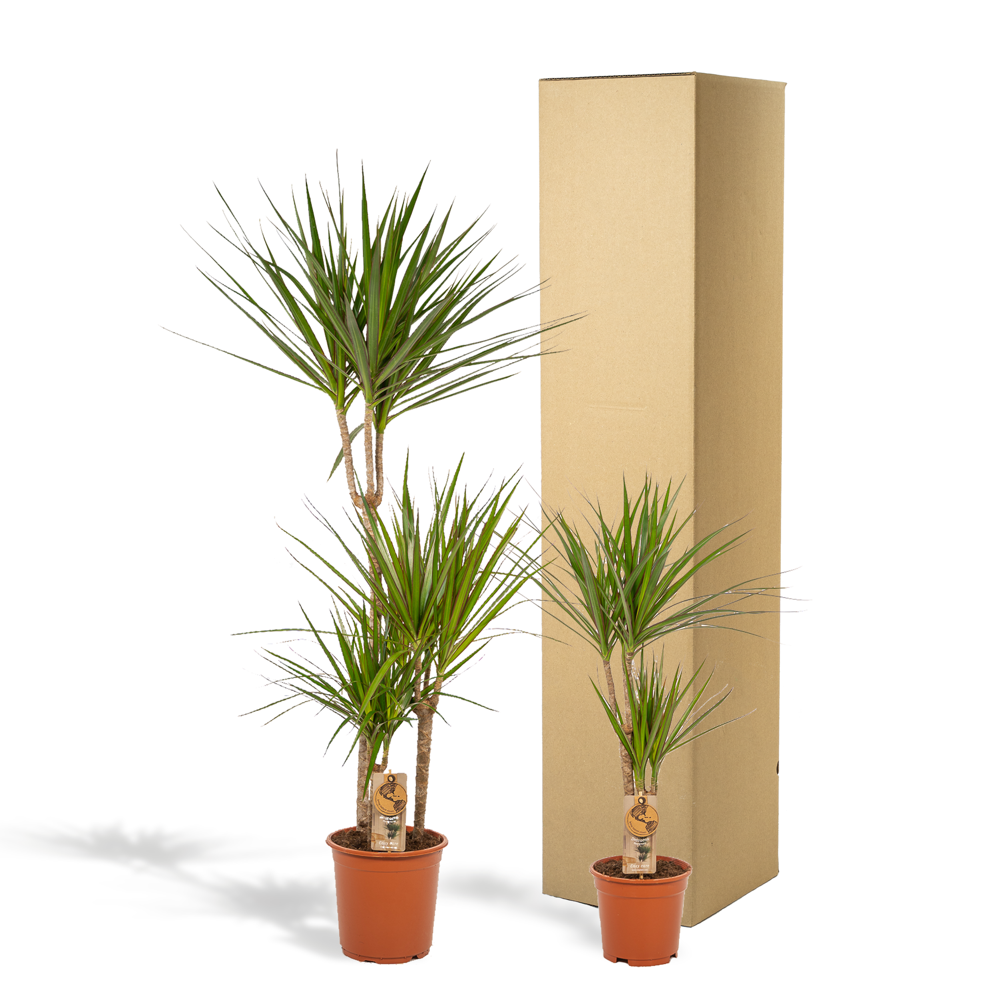 Dracaena Ø 21 H 120 cm en Dracaena Ø 17 H 70 cm 4