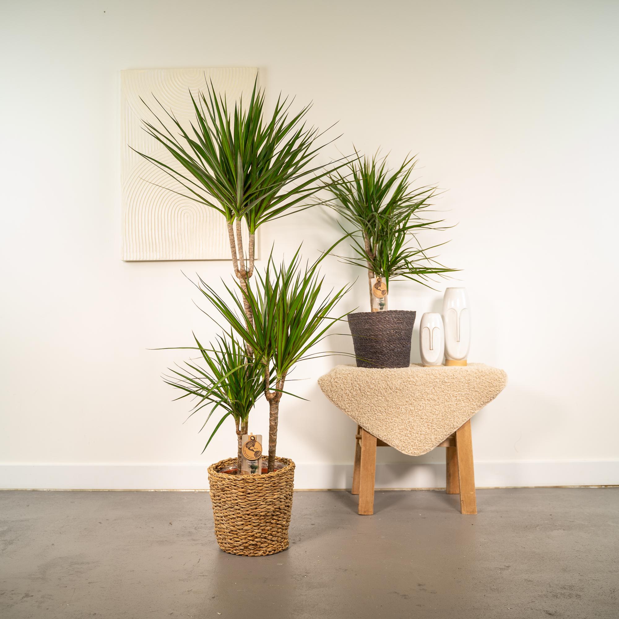 Dracaena Ø 21 H 120 cm en Dracaena Ø 17 H 70 cm 5