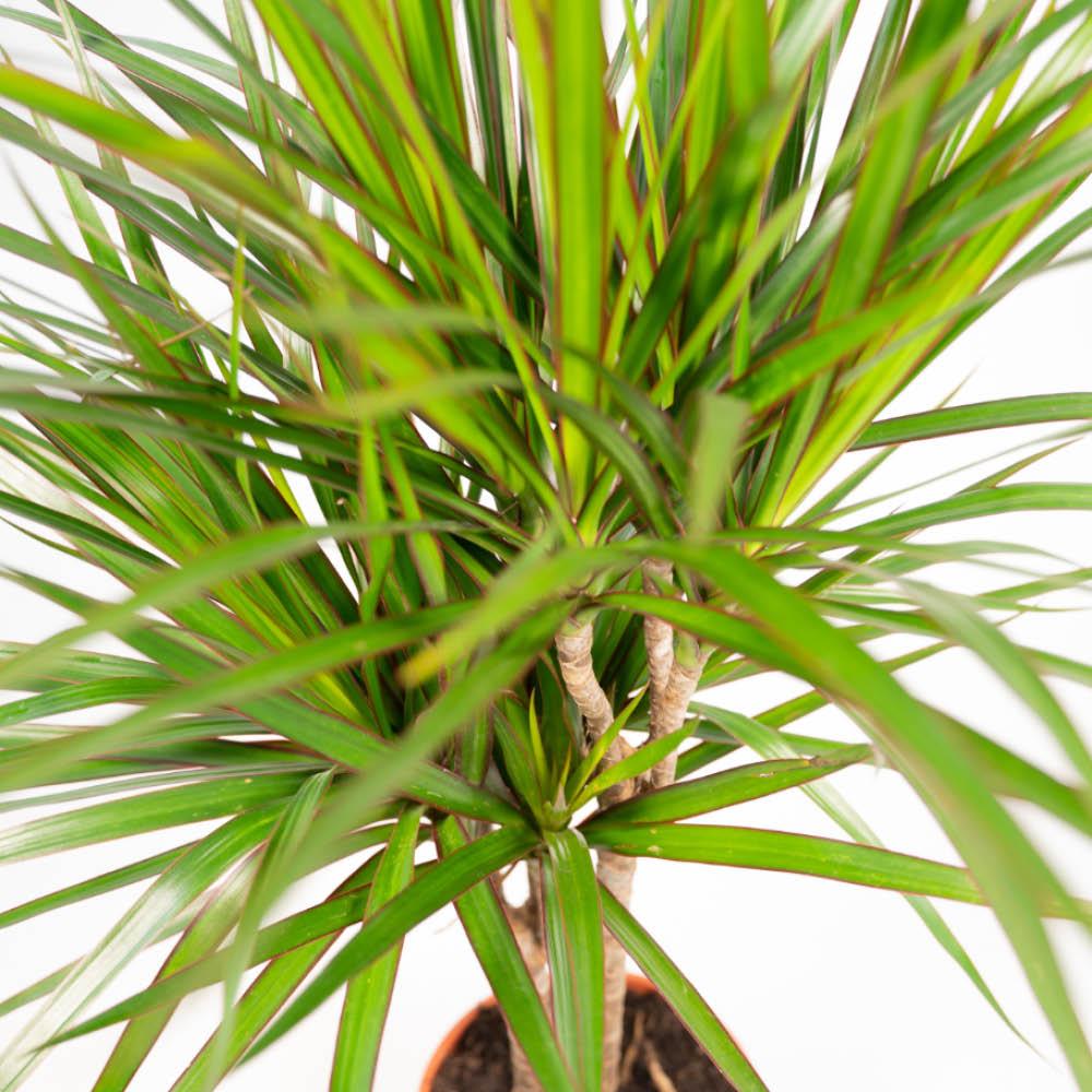 Dracaena Ø 21 H 120 cm en Dracaena Ø 17 H 70 cm 7