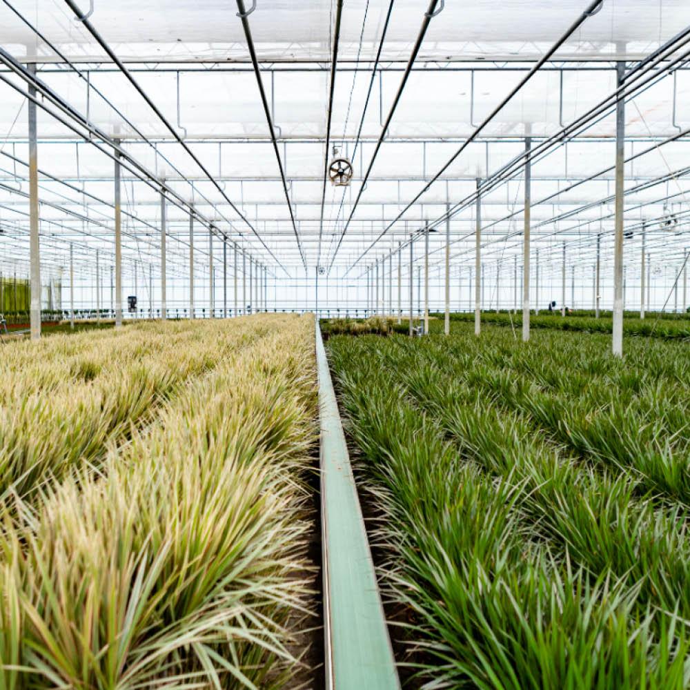 Dracaena Ø 21 H 120 cm en Dracaena Ø 17 H 70 cm 8
