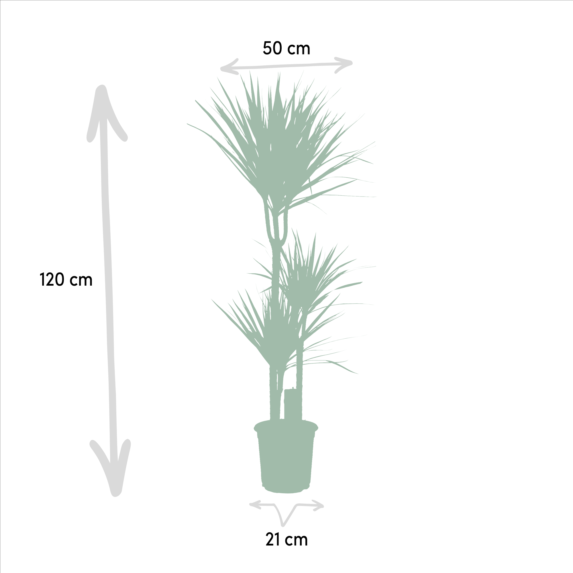 Dracaena Ø 21 H 120 cm en Yucca Ø 21 H 100 cm 2