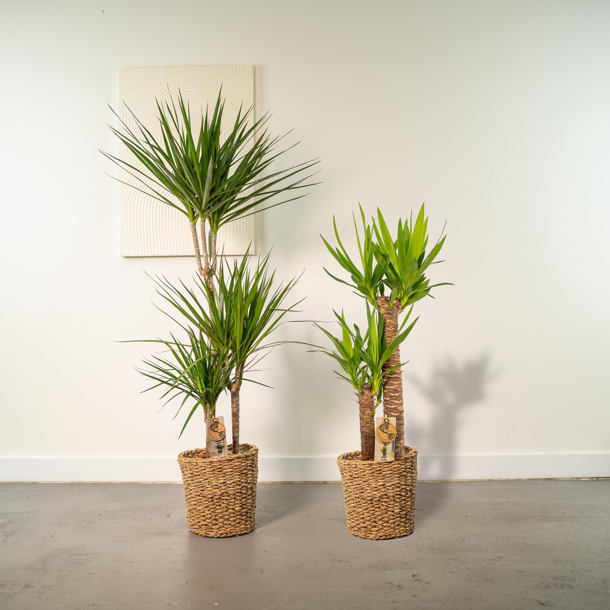 Dracaena Ø 21 H 120 cm en Yucca Ø 21 H 100 cm 5