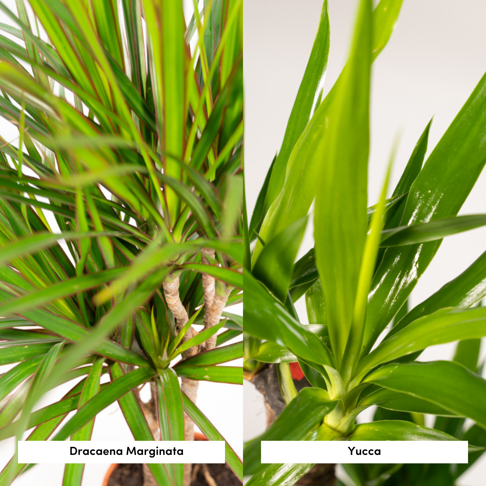 Dracaena Ø 21 H 120 cm en Yucca Ø 21 H 100 cm 7