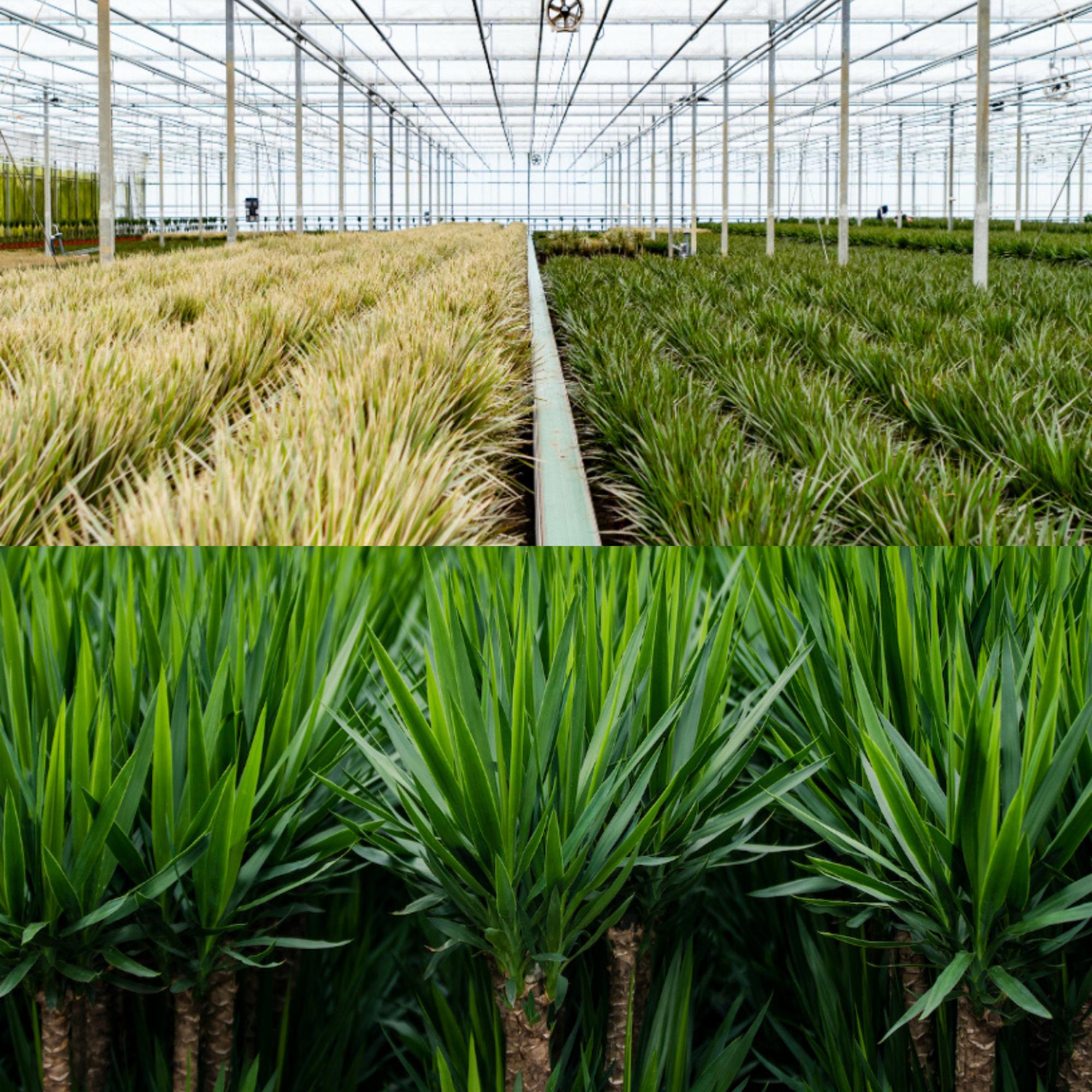 Dracaena Ø 21 H 120 cm en Yucca Ø 21 H 100 cm 8