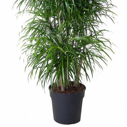 Dracaena Anita (vertakt) Ø 34 H 160 cm