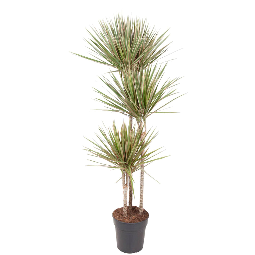 Dracaena Bicolor Ø 24 H 150 cm