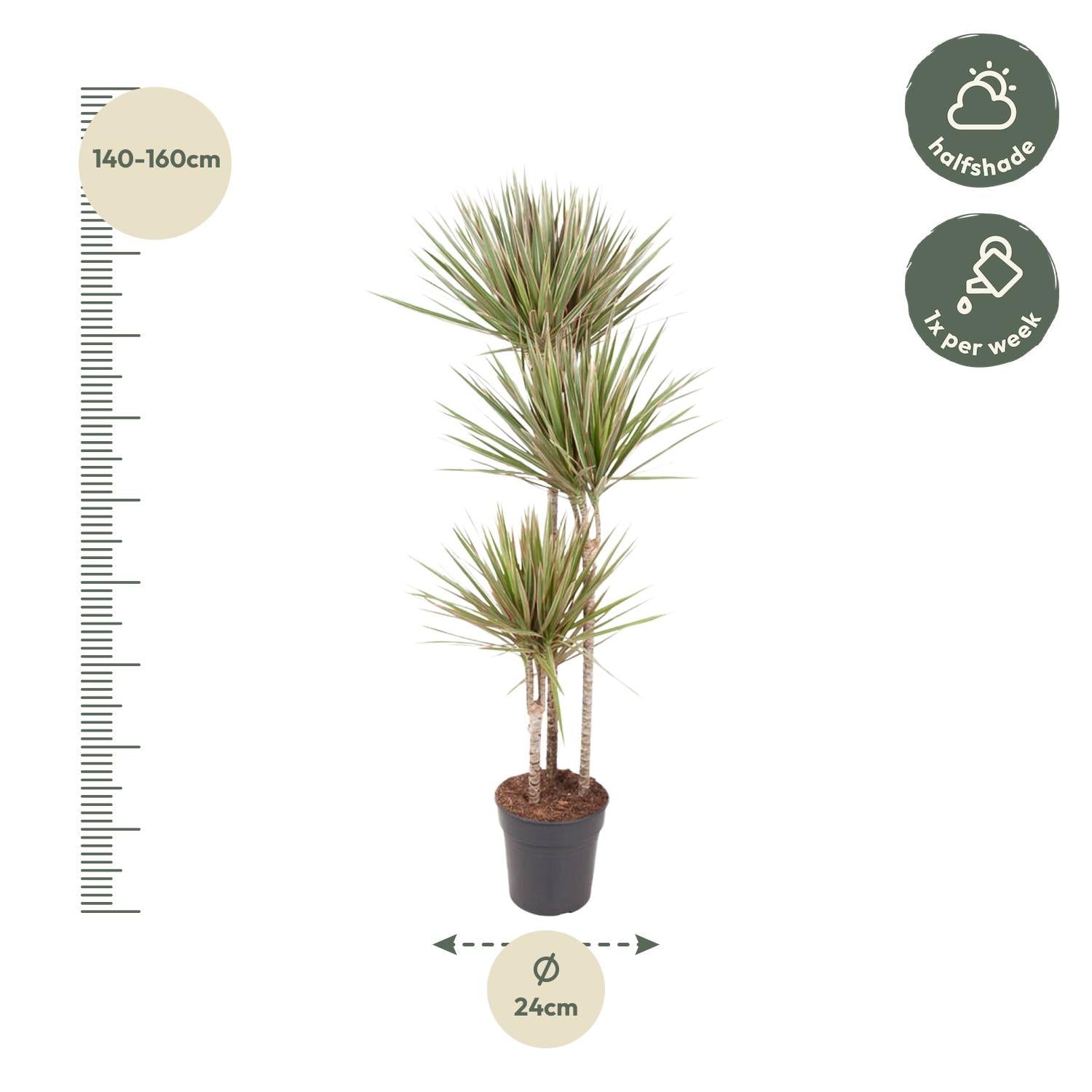 Dracaena Bicolor Ø 24 H 150 cm 2