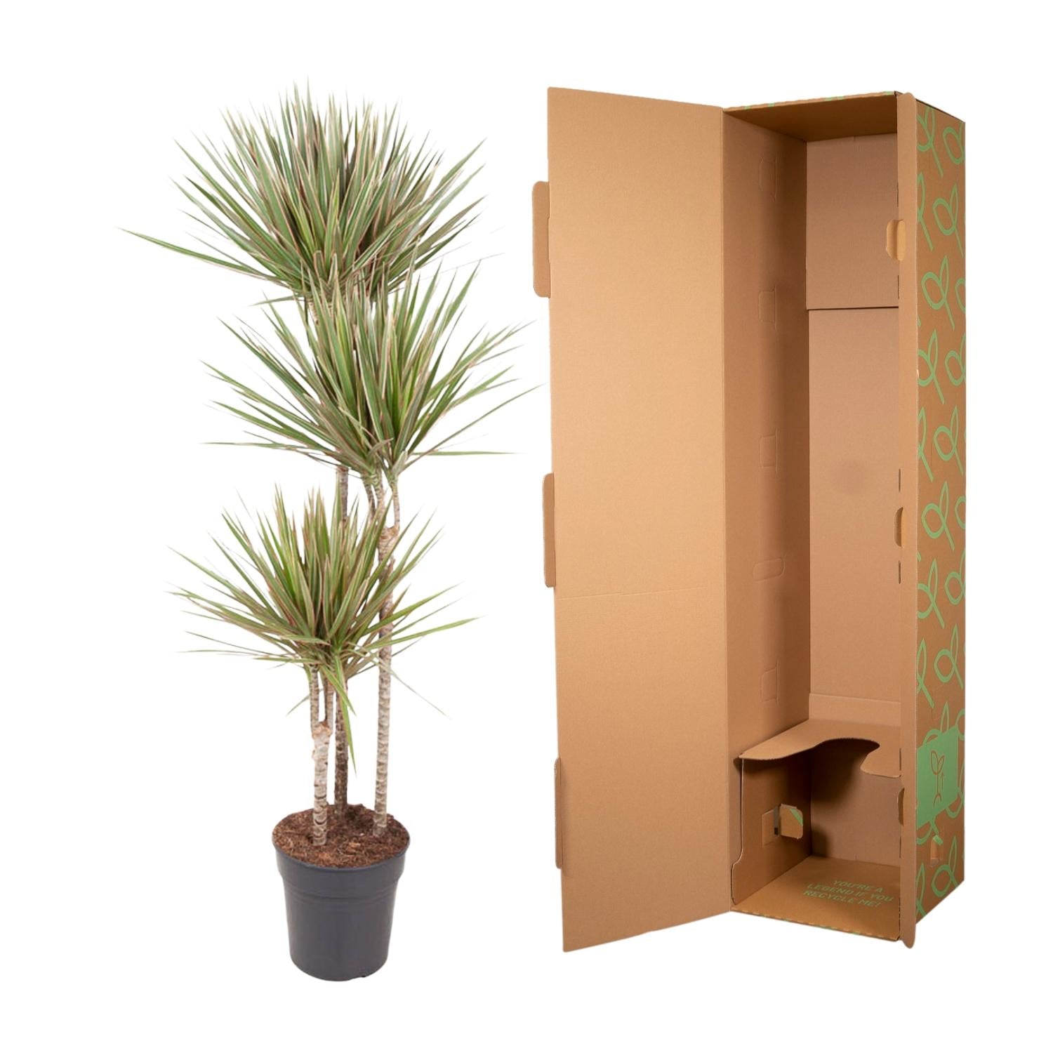 Dracaena Bicolor Ø 24 H 150 cm 3