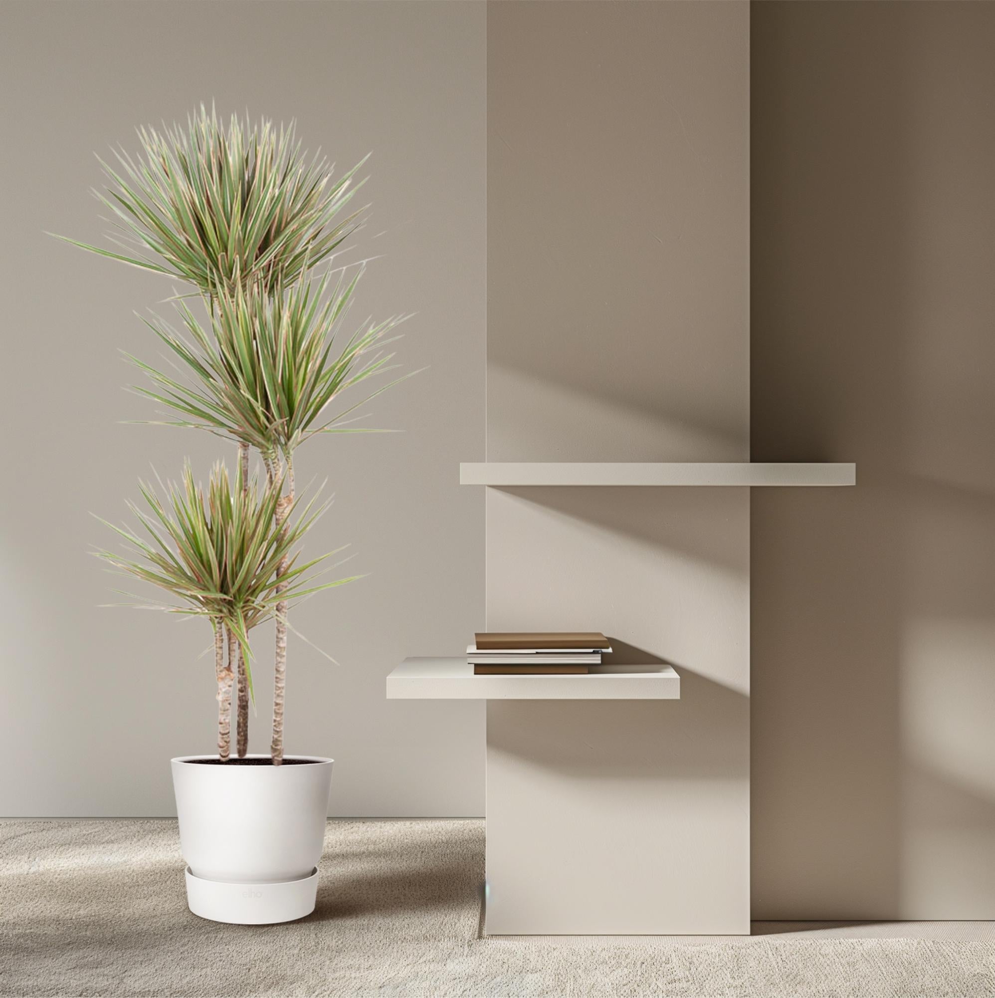 Dracaena Bicolor Ø 24 H 150 cm 4