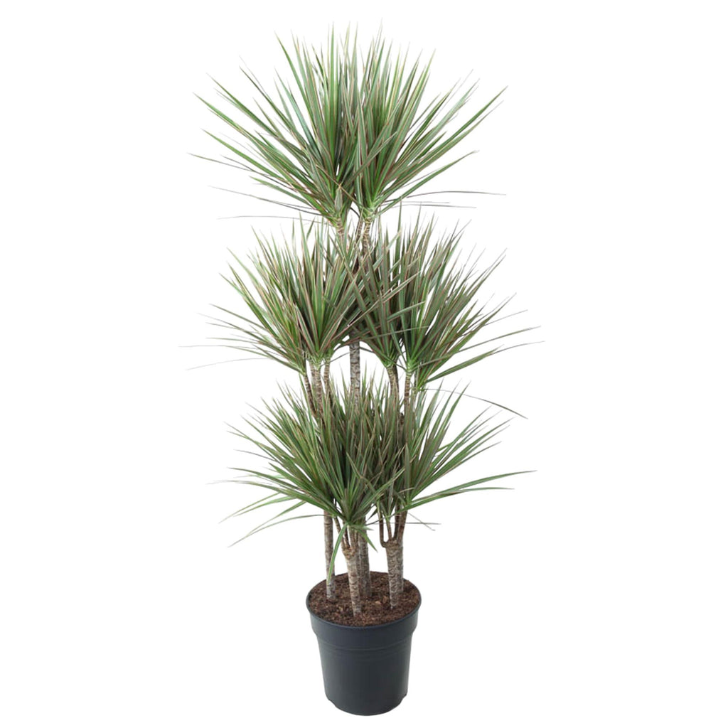 Dracaena Bicolor Carrousel Ø 31 H 150 cm