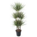 Dracaena Bicolor Carrousel Ø 31 H 150 cm