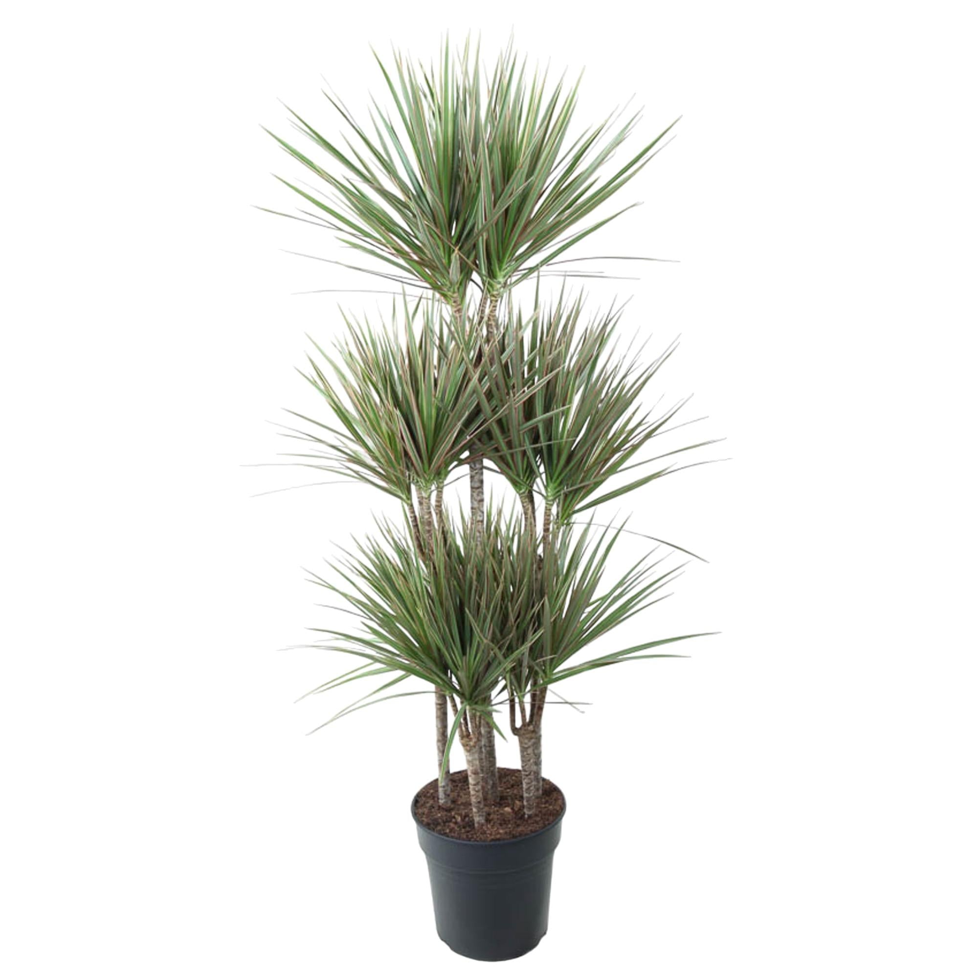 Dracaena Bicolor Carrousel Ø 31 H 150 cm