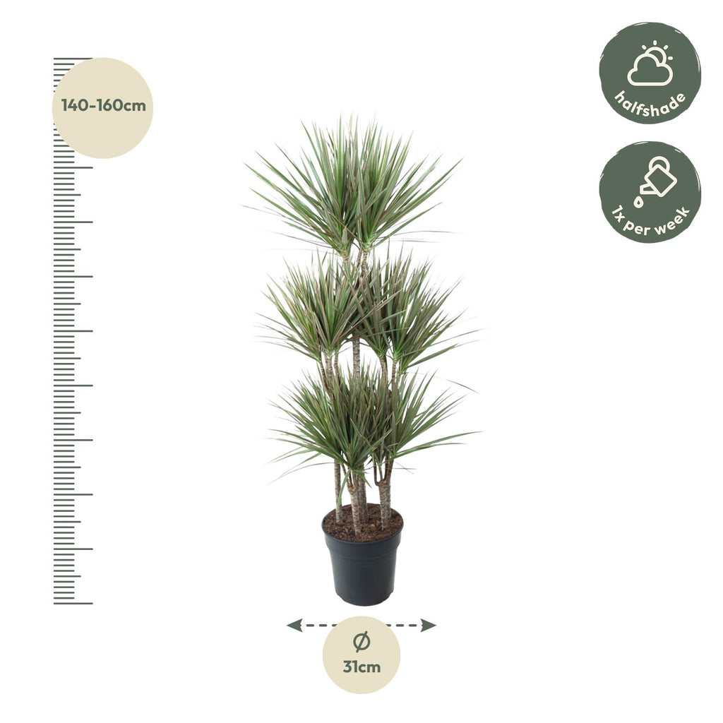 Dracaena Bicolor Carrousel Ø 31 H 150 cm 2