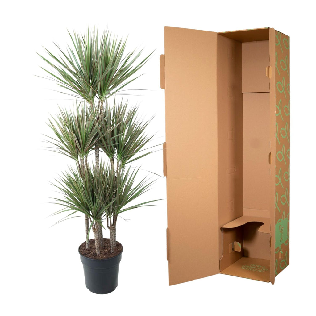Dracaena Bicolor Carrousel Ø 31 H 150 cm 3