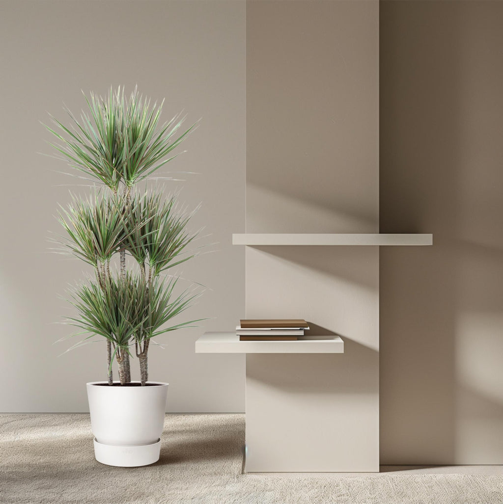 Dracaena Bicolor Carrousel Ø 31 H 150 cm 4