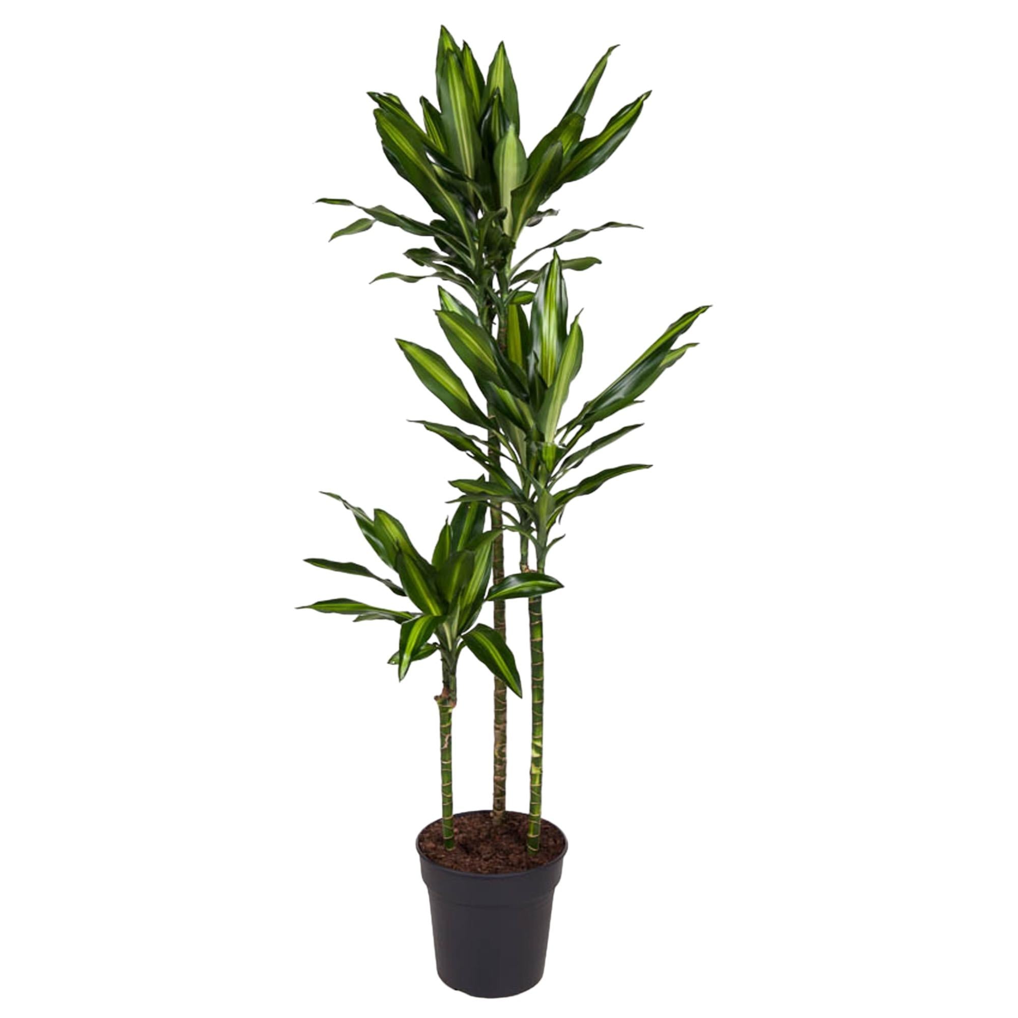 Dracaena Cintho Ø 24 H 160 cm