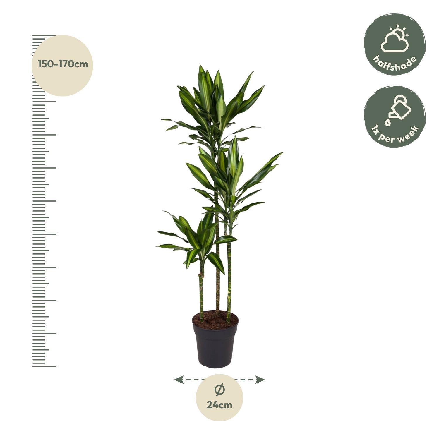 Dracaena Cintho Ø 24 H 160 cm 2